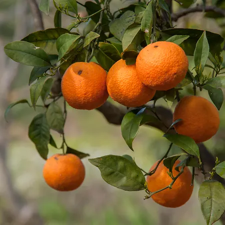 Hotel Bergi Castelbuono (Sicily)